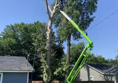 Comprehensive Tree Specialists