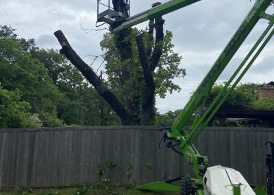 Dedicated Tree Specialists