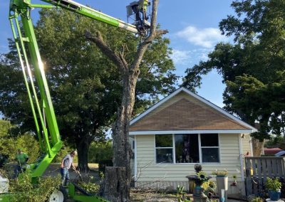 Eco-Friendly Tree Specialists