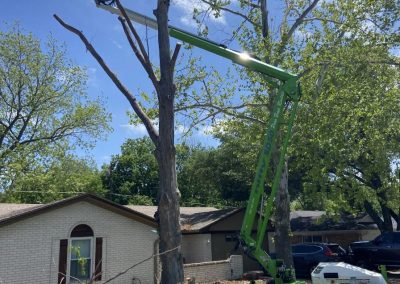 Experienced Tree Specialists