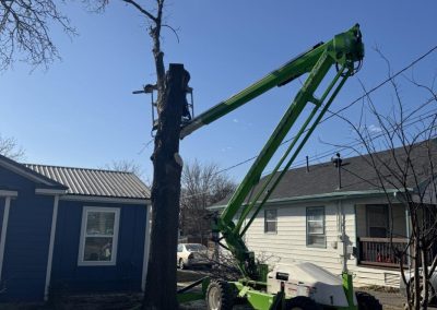 Expert Tree Specialists