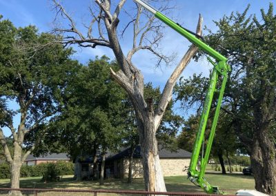 Premier Tree Specialists