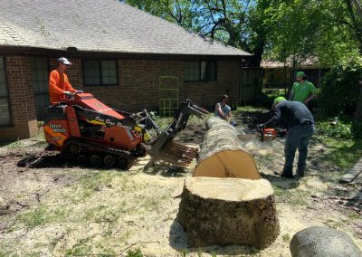 Professional Tree Specialists