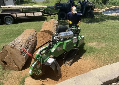 Skilled Tree Specialists