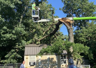 Top-Rated Tree Specialists